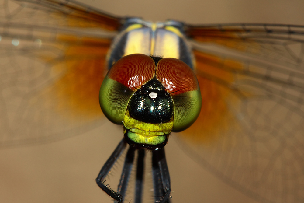 圖片關(guān)鍵詞 圖片關(guān)鍵詞